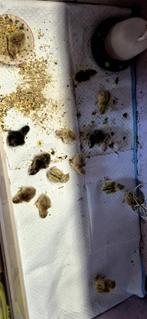 Kuikens kwartels, Dieren en Toebehoren, Meerdere dieren, Overige soorten