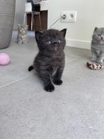 4 prachtige Britse korthaar kittens, Dieren en Toebehoren, Katten en Kittens | Raskatten | Korthaar, Meerdere dieren, Ontwormd