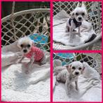 Maltipoo keuze uit 3 puppies, Dieren en Toebehoren, Honden | Chihuahua's en Gezelschapshonden, Maltezer, Rabiës (hondsdolheid)