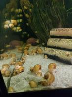 Appelslakken diverse kleuren, Dieren en Toebehoren, Vissen | Aquariumvissen, Vis