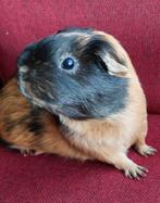 Cavia zeugje 1-4-2024, Dieren en Toebehoren, Knaagdieren, Cavia, April, Vrouwelijk, Tam