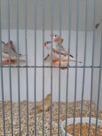 Witborst zebravinken, Dieren en Toebehoren, Vogels | Overige Vogels, Meerdere dieren