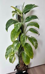 Monstera Lechleriana Variegata, Huis en Inrichting, Kamerplanten, Ophalen, Overige soorten, Halfschaduw, In pot
