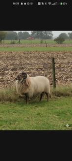 Dek rammen, Dieren en Toebehoren, Schapen, Geiten en Varkens, Mannelijk, Schaap