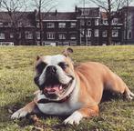 Goed en liefdevol tehuis gezocht, engels buldog, zie omschri, Dieren en Toebehoren, 6 jaar of ouder, Rabiës (hondsdolheid), Teef