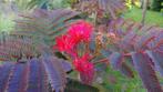 Albizia Evi’s Pride / slaapboom / halfstam  ‼️‼️, 250 tot 400 cm, Zomer, Ophalen, Volle zon