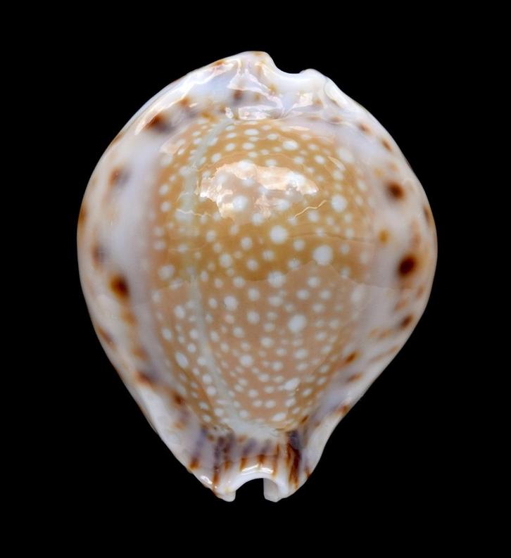 Schelpen: Cypraea lamarckii redimita 27mm (Gem) Calloused!, Verzamelen, Mineralen en Fossielen, Schelp(en), Ophalen of Verzenden