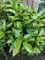 bonte goudbes oftewel Aucuba japonica variegata, Vaste plant, Halfschaduw, Winter, Ophalen
