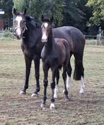 2 veelbelovende springveulens van Drummer TN en Corlou PS, Dieren en Toebehoren, Paarden, Merrie, Springpaard, Gechipt, Niet van toepassing