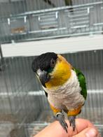Zwartkopcaique - pionitus melanocephala (tam), Mannelijk, Parkiet, Tam