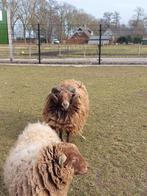 Ouessant ram, Dieren en Toebehoren, Mannelijk, Schaap