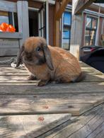 NHD konijntje rammelaar, Dieren en Toebehoren, Mannelijk, Dwerg