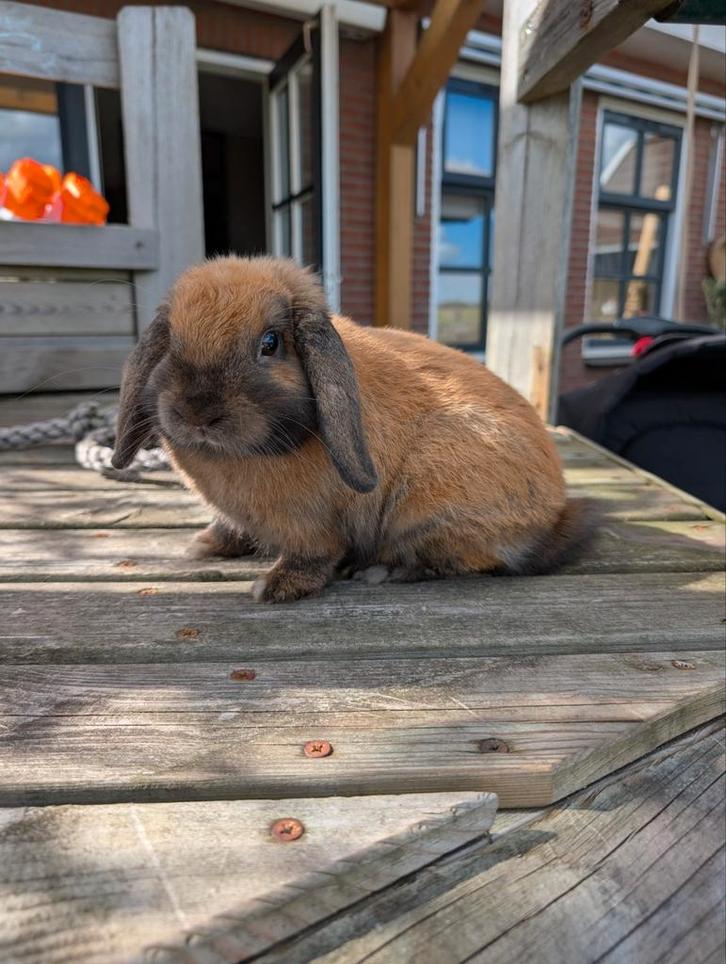 NHD konijntje rammelaar, Dieren en Toebehoren, Konijnen, Dwerg, Mannelijk