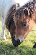 Shetlander merries,e-pony hengstveulen, Dieren en Toebehoren, Pony's, Merrie, A pony (tot 1.17m), Gechipt, 11 jaar of ouder