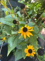 🌼 Gele zonnehoed stekjes Rudbeckia fulgida Goldsturm, Tuin en Terras, Planten | Tuinplanten, Volle zon, Vaste plant, Zomer, Ophalen
