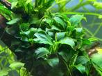 Anubias nana (aquariumplant), Ophalen of Verzenden, Nieuw, Plant(en), Steen of Hout