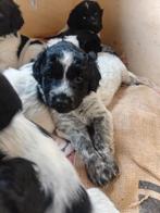 Prachtige friese stabij pups, Overige rassen, 8 tot 15 weken, Meerdere, Meerdere dieren