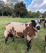Zeer mooie grote luxe dekram bonte bont dek ram, Mannelijk, Schaap, 0 tot 2 jaar