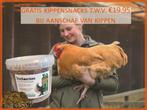 Grote Sussex kippen | NU GRATIS SNACKS BIJ AANKOOP KIPPEN, Dieren en Toebehoren, Kip, Meerdere dieren