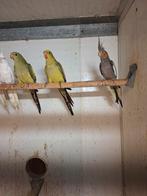 Koppel bergparkieten, Meerdere dieren, Parkiet, Geringd