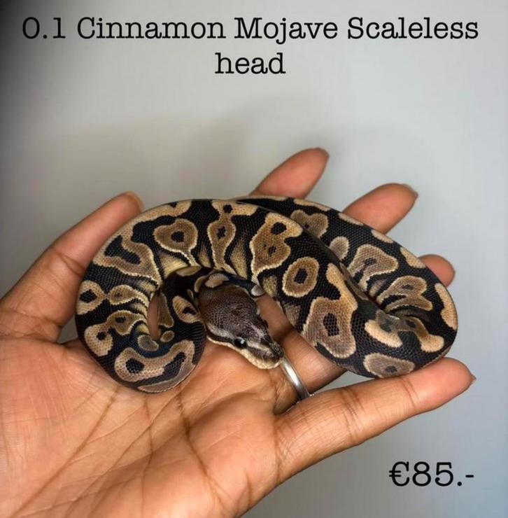 0.1 Cinnamon Mojave Scaleless head NK25