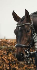 9 jarige veelzijdige ruin, Dieren en Toebehoren, Paarden, Gechipt, Ruin, M, Dressuurpaard