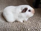 Gladhaar wit California choco zeugje, Dieren en Toebehoren, Vrouwelijk, Tam, Maart, Cavia