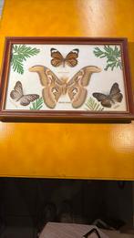Vlinders taxidermie, Ophalen of Verzenden, Insect, Opgezet dier