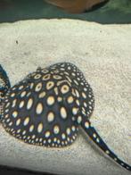 Black diamond rog pup man, Dieren en Toebehoren, Vis