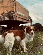 Volle Kooiker dek reu, Dieren en Toebehoren, Rabiës (hondsdolheid), Reu, Eén hond, 3 tot 5 jaar