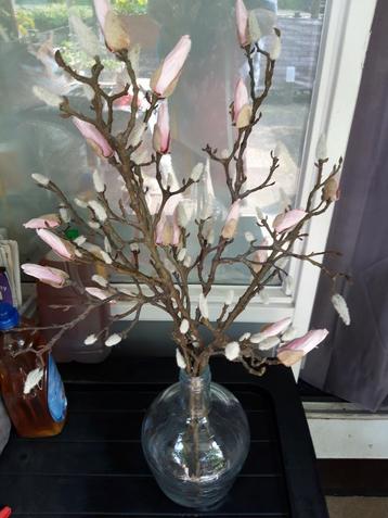Mooie magnoliatakken 