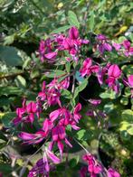 Opvallende Herfstbloeier / Struikklaver / Lespedeza, Volle zon, Vaste plant, Herfst, Ophalen