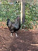 Ayam cemani haan gratis, Dieren en Toebehoren, Mannelijk, Kip