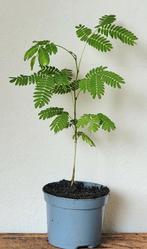 Perzische slaapboom, Ophalen, Minder dan 100 cm