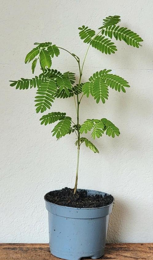 Perzische slaapboom, Huis en Inrichting, Kamerplanten, Minder dan 100 cm, Ophalen