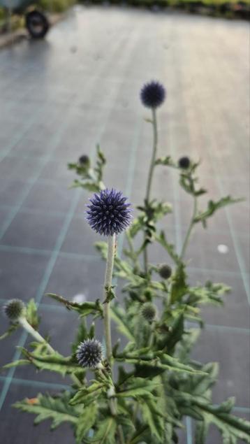 Kogeldistel (Echinops ritro 'veitch Blue') beschikbaar voor biedingen