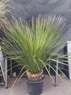 Dasylirion miquihuanensis 5, 155 cm stam 30 cm, Volle zon, Vaste plant, Zomer, Ophalen