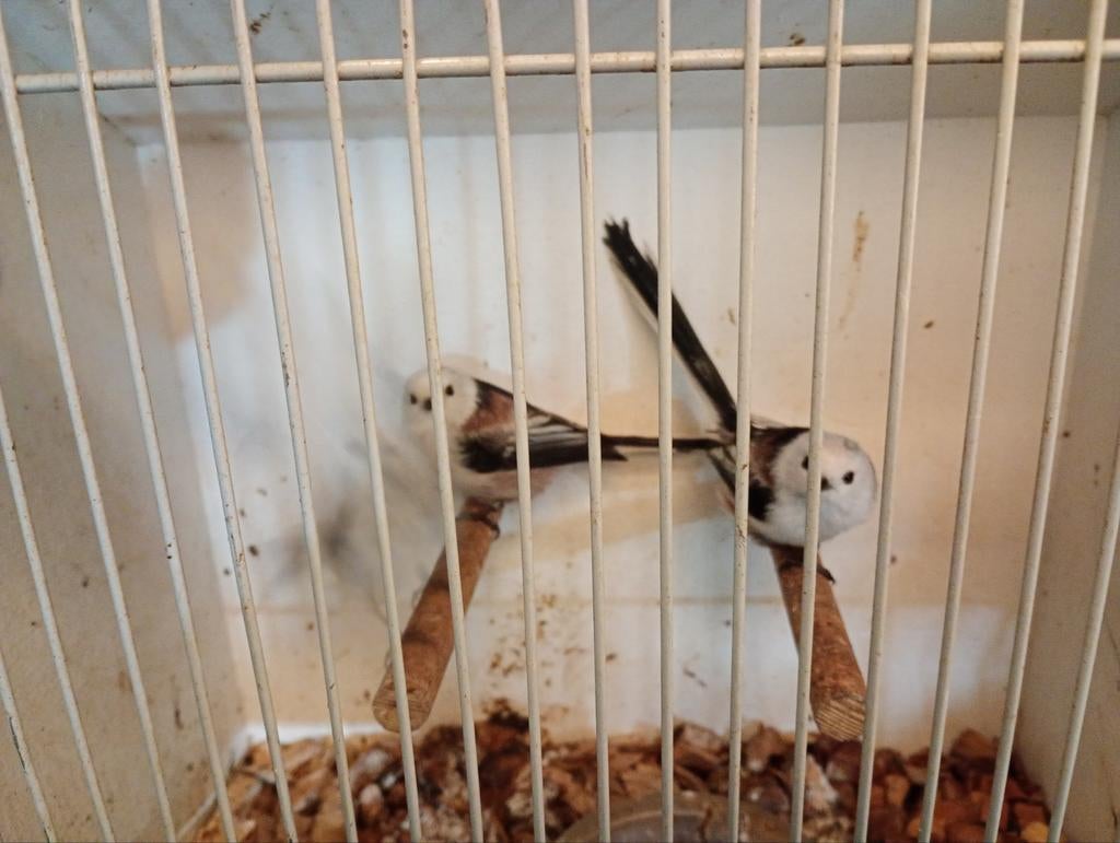 Witkopstaartmezen, Meerdere dieren, Geringd
