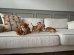 British Shorthair Kittens, Dieren en Toebehoren, Katten en Kittens | Raskatten | Korthaar