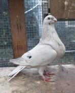 te koop 3 Jiennense doffers, Dieren en Toebehoren, Mannelijk, Kropper