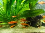 Zwaarddragers(Rood,,Tuxedo,Pineappel), Vis, Zoetwatervis