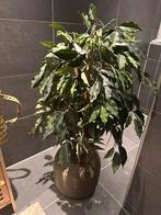 Kunstplant Ficus Exotica deluxe, Ophalen