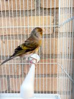 Putter x kanarie, Dieren en Toebehoren, Vogels | Kanaries, Mannelijk, Bastaard