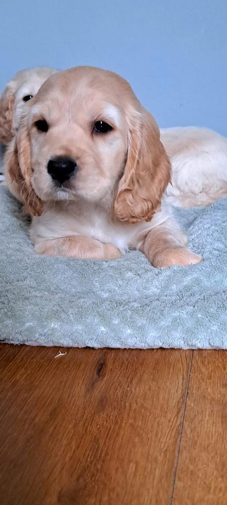Engelse cockerspaniel x Boomer poedel. Cockapoo pups, Dieren en Toebehoren, Honden | Niet-rashonden, Middel, Meerdere dieren, Fokker | Hobbymatig