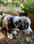 Te koop van dierenarts: Bleu Merle Corgi's, Dieren en Toebehoren, Honden | Niet-rashonden, 8 tot 15 weken, Meerdere, Meerdere dieren