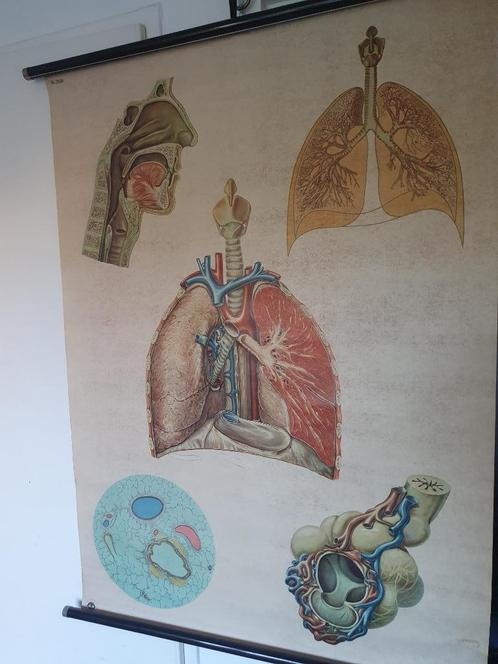 schoolkaart van ademhalingsstelsel - anatomie, Antiek en Kunst, Antiek | Schoolplaten, Natuur en Biologie, Ophalen of Verzenden