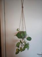 Mooie Drakenklimop met extra mooie pot, Huis en Inrichting, Kamerplanten, Ophalen, Minder dan 100 cm