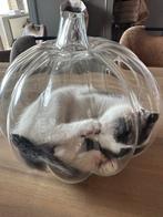 Glazen Pompoen met Kat, Huis en Inrichting, Woonaccessoires | Vazen, Overige kleuren, Ophalen of Verzenden, Minder dan 50 cm, Glas