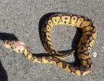 Pastel Vanilla Clown man, Dieren en Toebehoren, Reptielen en Amfibieën, Slang, 0 tot 2 jaar