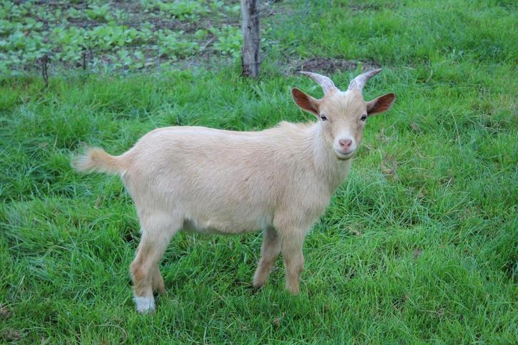 Mooie dwergbok te huur, Dieren en Toebehoren, Schapen, Geiten en Varkens, Geit, Mannelijk
